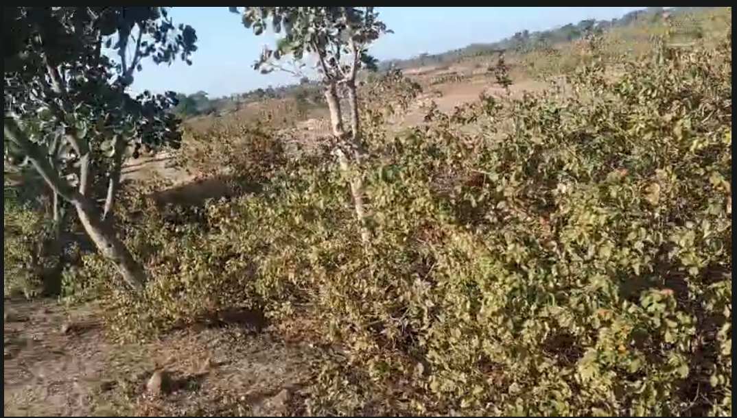 River-Adjacent Multi-Purpose Land on Asphalt Road – 9 Acres at Affordable Price